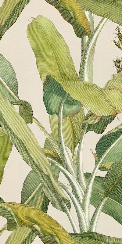 Piastrella da rivestimento in gres ultrasottile effetto carta da parati, opaco, della collezione Paper41 Pro di 41zero42, 50x100 cm, Decoro natural Musa